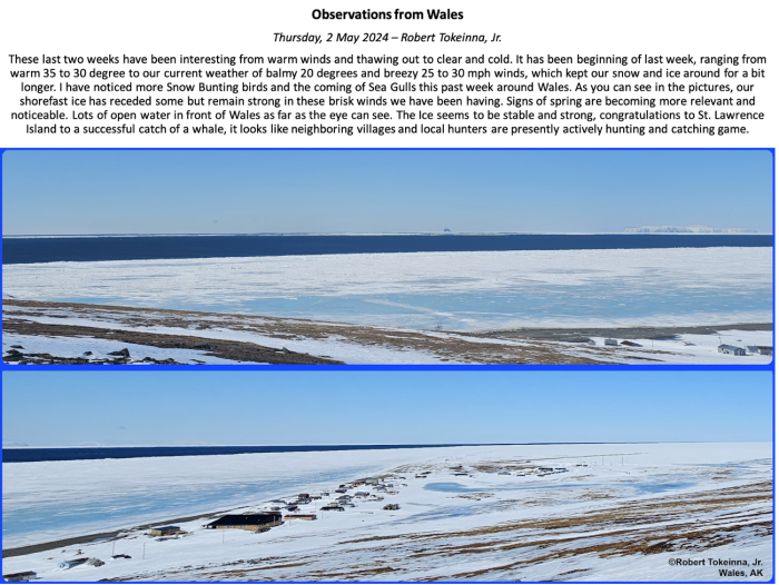 Figure 2. Robert Tokeinna, Jr. shares a mid-season observation from Wales for the Sea Ice for Walrus Outlook. Photos courtesy of Robert Tokeinna, Jr. Figure 2. Robert Tokeinna, Jr. shares a mid-season observation from Wales for the Sea Ice for Walrus Outlook. Photos courtesy of Robert Tokeinna, Jr.